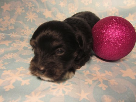havanese-puppies